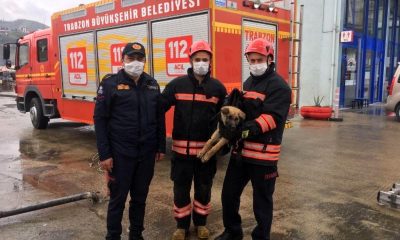 Trabzon’da İtfaiye Ekiplerinden Dereden Köpek Kurtarma Operasyonu