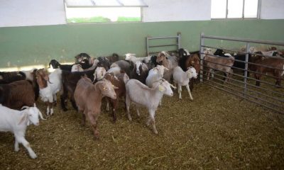 Keçi sütünde Kovid-19’a karşı etkili protein keşfedildi