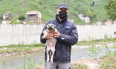 MAHSUR KALAN KÖPEK YAVRUSU KURTARILDI