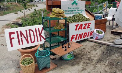FINDIK YOLA İNDİ