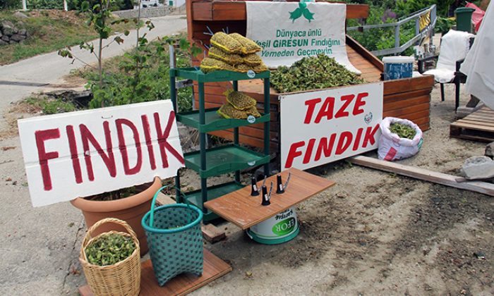 FINDIK YOLA İNDİ
