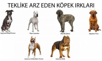 6 Köpek Cinsi Yasaklandı