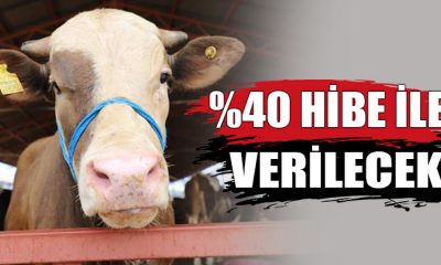 Düve Alım Desteği Başvuruları Başladı