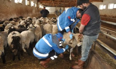 Gümüşhane’de 221 bin 549 hayvan aşılandı
