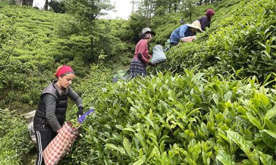 “Çay Sokağı” konutlarına çay üreticilerinden destek