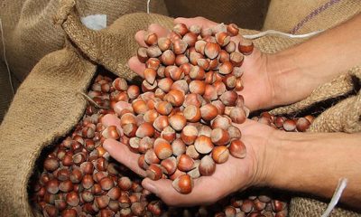 Fındık fiyatı açıklandı