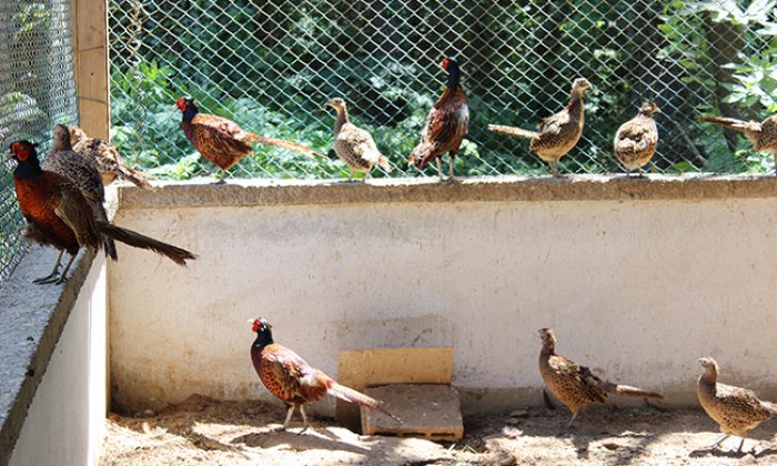 Kahverengi kokarcayla mücadele çalışmalarına sülün desteği